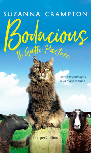 Bodacious--Il gatto pastore