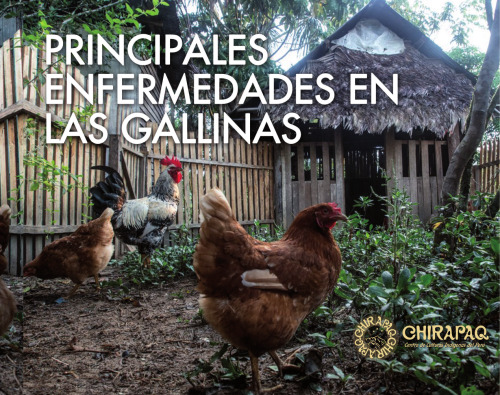 Principales enfermedades en las gallinas