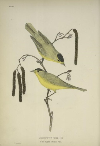 The birds of eastern North America