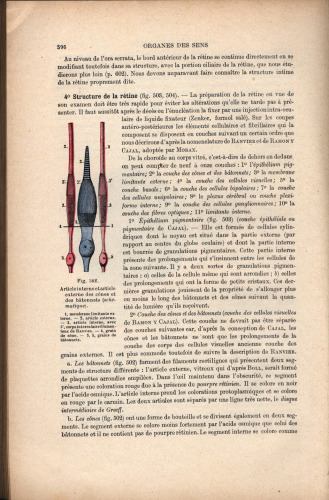 Traite d'anatomie humaine (part 2)