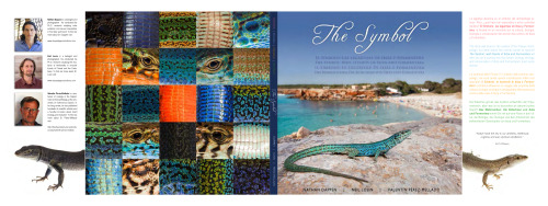 The Symbol: Wall Lizards of Ibiza & Formentera