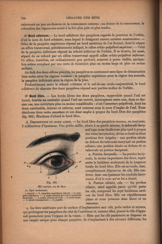 Traite d'anatomie humaine (part 2)