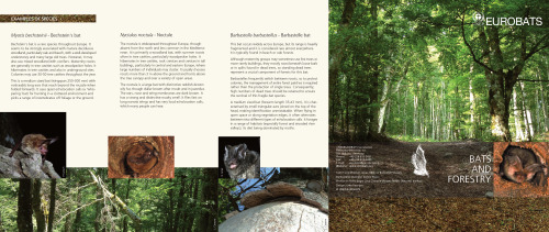 Bats and forestry