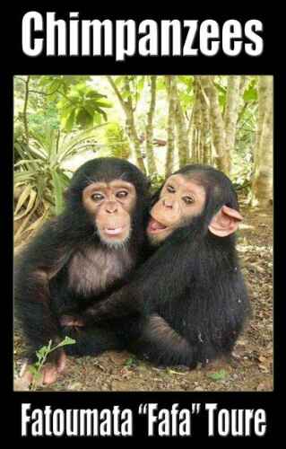 Chimpanzees