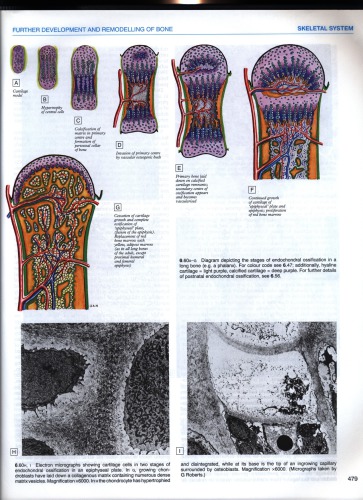 Gray's anatomy - the anatomical basis of medicine and surgery (part 2)