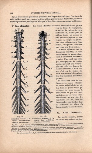 Traite d'anatomie humaine (part 2)