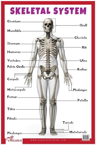 Anatomy 101