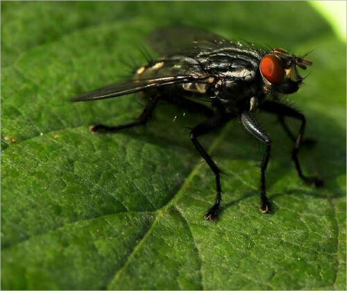 House flies