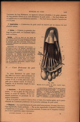 Traite d'anatomie humaine (part 3)