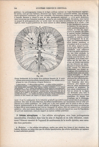 Traite d'anatomie humaine (part 2)
