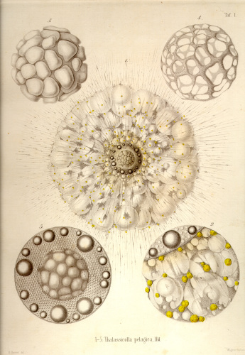 Die Radiolarien - eine Monographie (Rhizopoda Radiaria) [Pictures only]