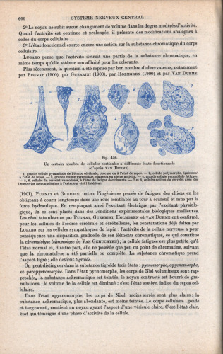 Traite d'anatomie humaine (part 2)