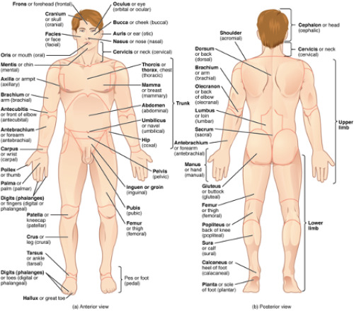 Anatomy and Physiology 2e - Guided Lecture Notes