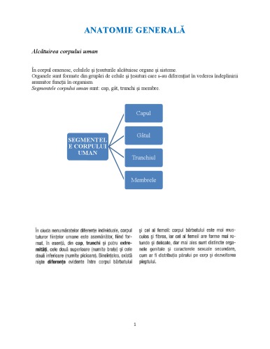 Anatomia Omului Anatomie Umana Pe Scurt