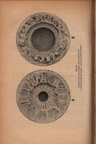 Traite d'anatomie humaine (part 2)