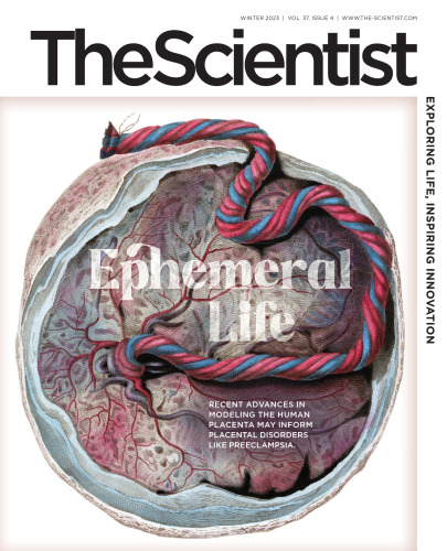The Scientist