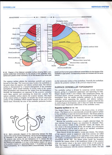 Gray's anatomy - the anatomical basis of medicine and surgery