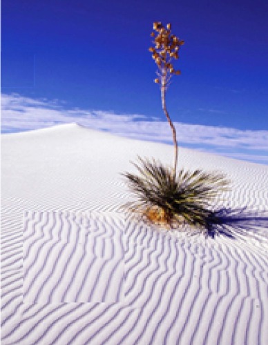 A Beginner's Guide to Desert Restoration