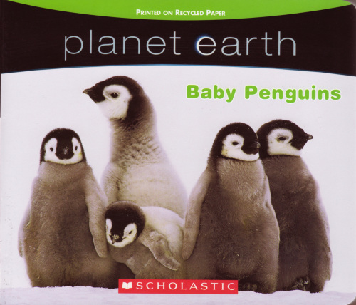 Planet Earth - Baby Penguins