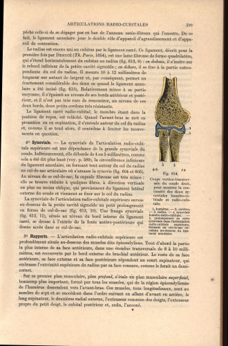 Traite d'anatomie humaine (part 2)