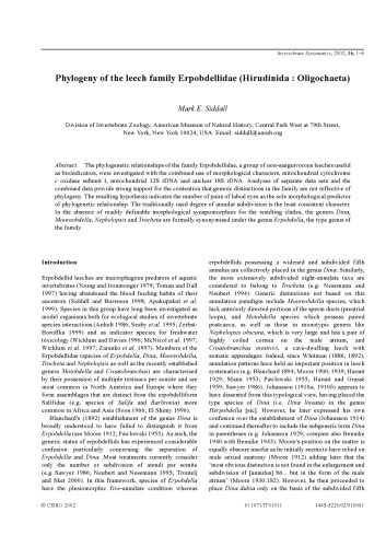 Phylogeny of the leech family Erpobdellidae (Hirudinida : Oligochaeta)