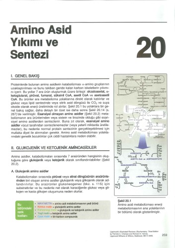 Lippincott’s İllustrated Reviews Biyokimya