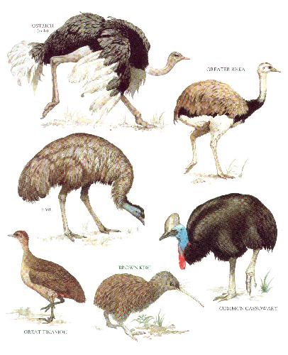 Longman's Illustrated Animal Encyclopedia - Птицы