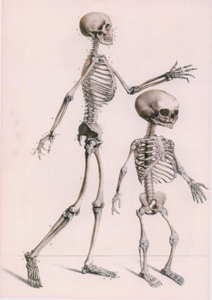 Atlas of Human Anatomy and Surgery. Osteologia et syndesmologia