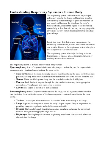 Understanding Respiratory System in a Human Body