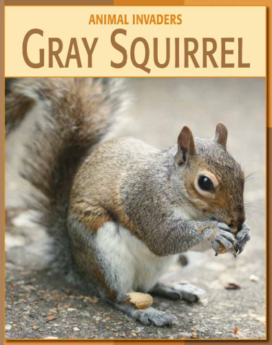 Gray Squirrel